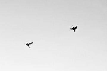 birds flying in the sky