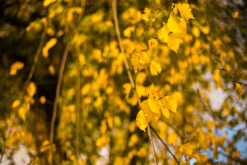 autumn leaves in the forest