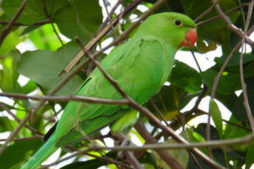Rose-ringed Parakeet
