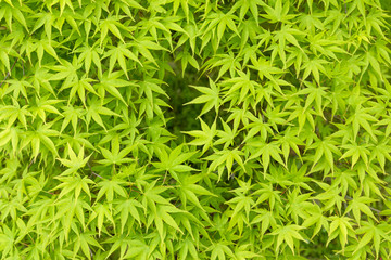 新緑のもみじ　背景素材