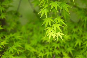 新緑のもみじ　背景素材