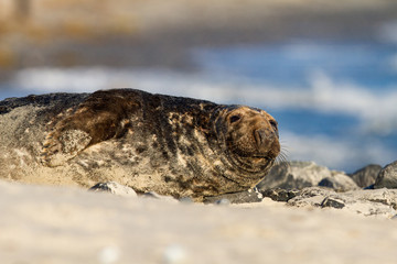 Kegelrobbe (Halichoerus grypus) auf Helgoland, Deutschland
