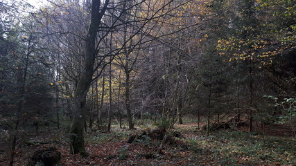 Obraz premium Herbstwald