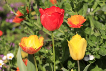 チューリップ畑 (赤+黄色)