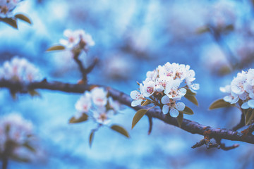 Obraz premium Branch of a blossoming pear tree. Spring nature background