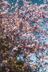 cherry blossom in spring