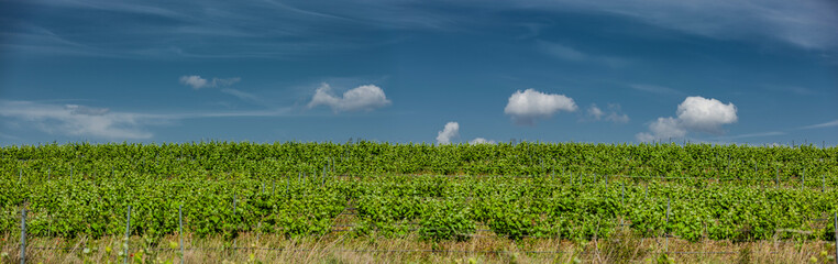 Fototapeta na wymiar Weinanbau in der Wüste Bardenas Reales, Navarra