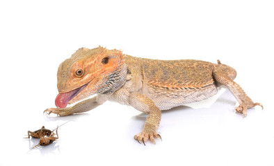 bearded dragons eating cricket