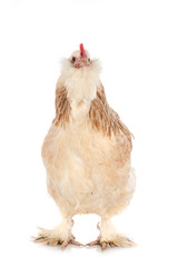 Faverolles chicken in studio