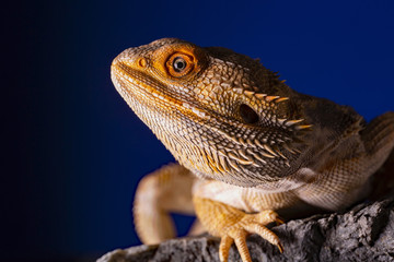 Pogona Vitticeps - bearded dragon - macro