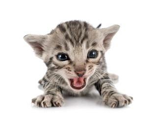 bengal kitten in studio