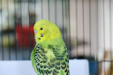 Budgie sitting on the wooden stick in cage. beautiful parrot lovebird

