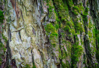 The tree's bark is shown in a horizontal close-up photo. Green moss is present on the bark