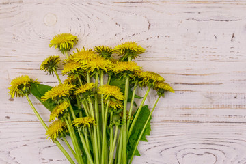 Yellow dandelion flowers on white wooden background. Top view