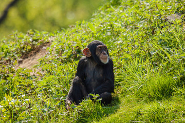 Junger Schimpanse (Pan troglodytes)