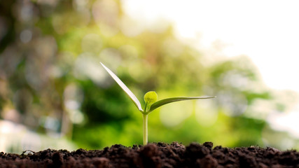 Small trees growing on the ground, the concept of plant growth and environmental protection.