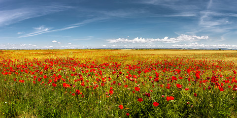 Getreidefelder in der Wüste Bardenas Reales, Navarra