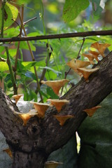 Wild mushroom on tree