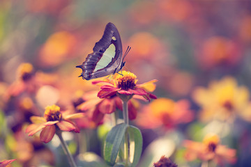 Vintage butterfly. butterfly on flower with