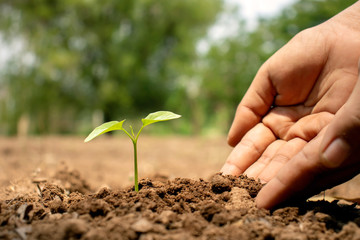 Close-up of a human hand holding a seedling including planting seedlings, Earth Day concept, global warming reduction campaign and managing ecological balance.