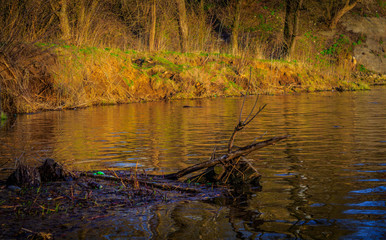 A river in a city Park with surrounding vegetation. Part of the tree is in the river