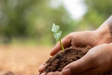 Close-up of a human hand holding a seedling including planting seedlings, Earth Day concept, global warming reduction campaign and managing ecological balance.