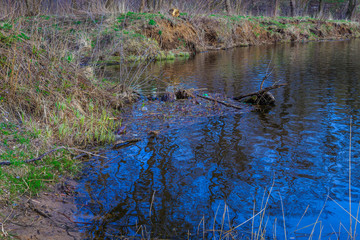 On the Bank of the city river. Part of the tree is located in the river. Trees are reflected in the river