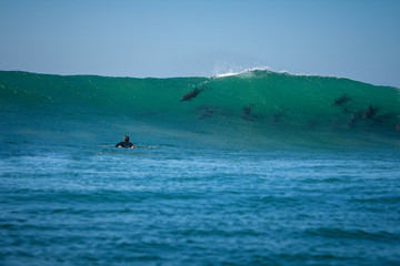 dolphins riding a wave approaching surfer