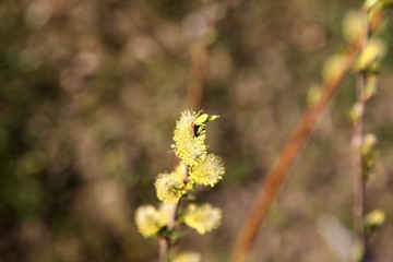 bee on a flower