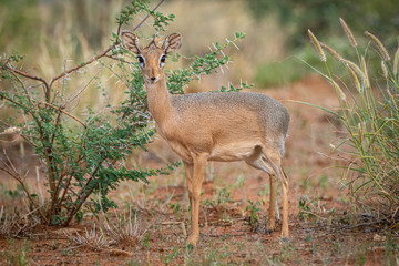 Kirk-Dikdik (Madoqua kirkii) in Namibia