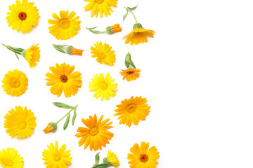 marigold flowers isolated on white background. calendula flower. top view