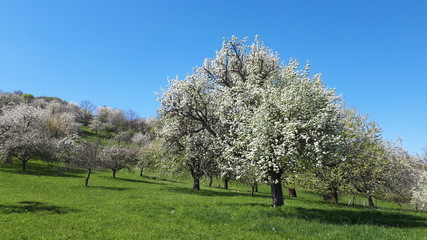 Obstbaum in voller Blüte