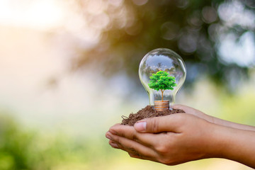The hand of a young woman holding an energy-saving lamp, including a small tree growing in an energy-saving lamp and changing to renewable energy.