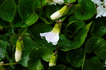 Obraz premium Macro photo of violet flower Blooming violet with white petals. Violet grows in a clearing on a background of grass and plants