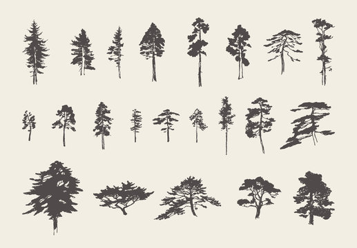 Set silhouettes trees pine fir cedar vector sketch