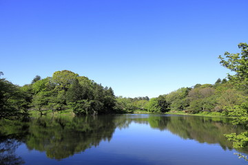 Fototapeta na wymiar 三ツ池公園 (横浜)