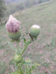 thistle in bloom