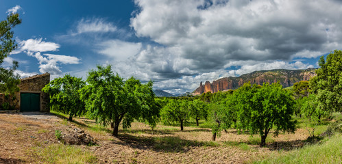 Fototapeta na wymiar Landschaft mit Obst- und Olivenbäumen in Aragon, Sapnien
