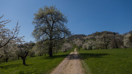 Fr&uuml;hling an der Schw&auml;bischen Alb