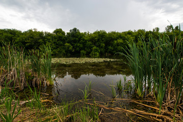 a quiet river pool where yellow water lilies grow