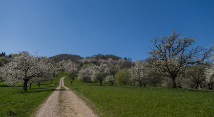 Fototapeta na wymiar Frühling an der Schwäbischen Alb
