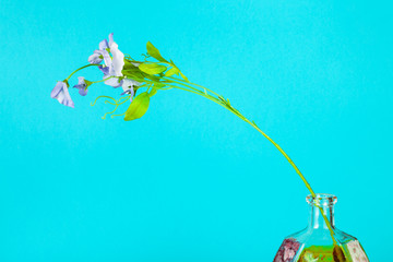 artificial flower in painted bottle on aquamarine