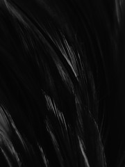 Beautiful abstract white and black feathers on white background and soft white feather texture on white pattern and dark background, gray feather background, black banners