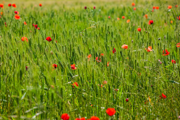 Rote Mohnblumen in einem Feld