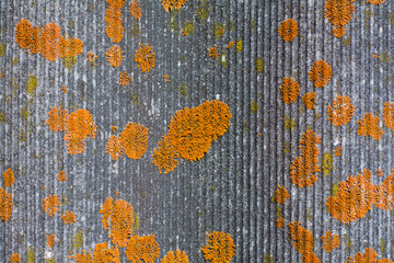 background the old grey tiles are covered with bright orange moss. natural texture