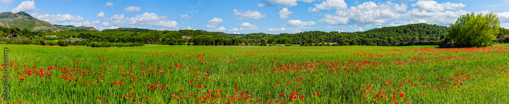 Wall mural landschaft mit mohnblumenfeld in aragon