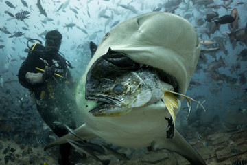 A large bull shark takes a fish during a shark feeding dive in the Beqa Lagoon shark reserve in...
