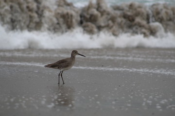 bird on the beach (3)