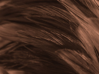 Beautiful abstract white and brown feathers on white background and soft yellow feather texture on white pattern and yellow background, feather background , gold banners