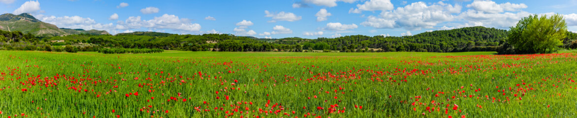 Landschaft mit Mohnblumenfeld in Aragon